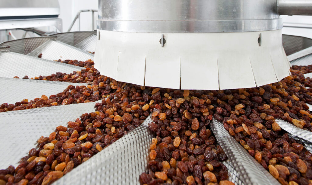 Automated raisin processing line with conveyor systems for sorting and handling.