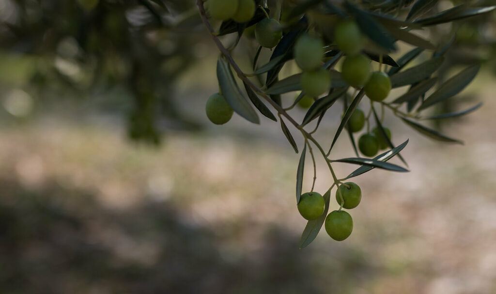 Automated olive pitting system with conveyor belts for efficient seed removal.