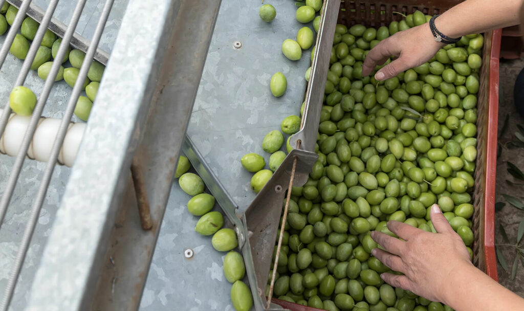 Automated olive sorting system with conveyor belts for efficient processing.